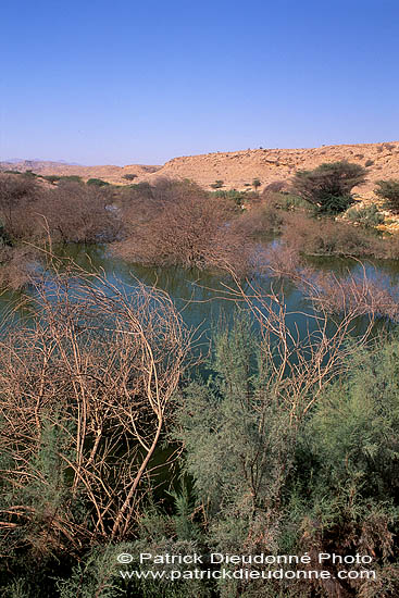 Site - Al Ansab lagoons - birdwatching site - Site d'observation   11090b