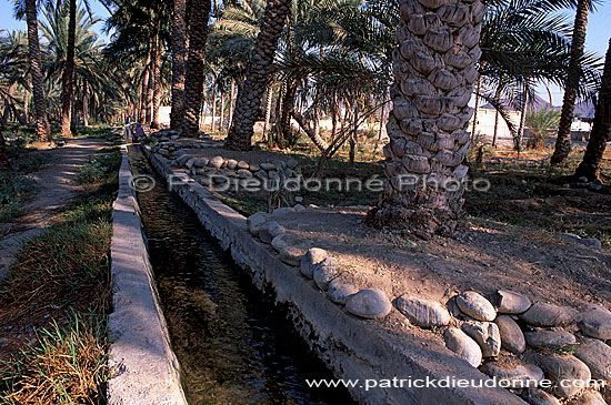 Al Hazm palm grove and falaj - Palmeraie à Al Hazm, OMAN (OM10050)