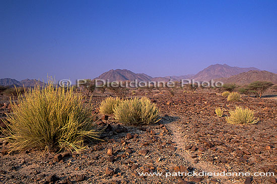 Khatmat Milahah gravel plains, Hajar mountains - Khatmat, OMAN (OM10243)