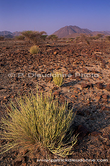 Khatmat Milahah gravel plains, Hajar mountains - Khatmat, OMAN (OM10247)