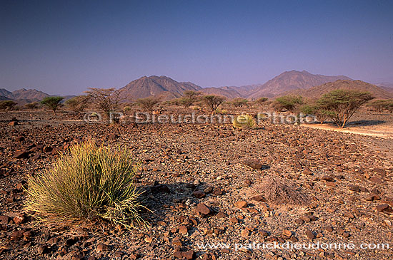 Khatmat Milahah gravel plains, Hajar mountains - Khatmat, OMAN (OM10245)