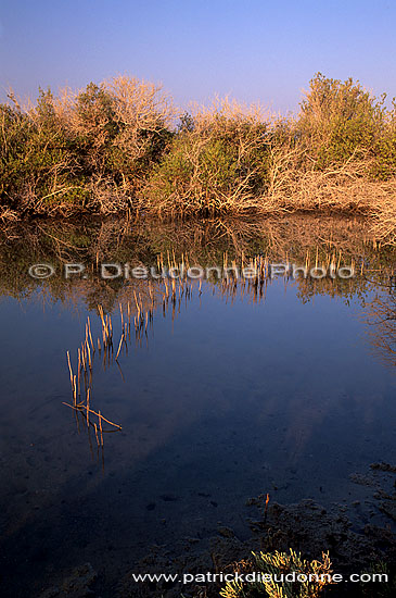 Shinas mangrove, birdwatching site - Shinas, mangrove, OMAN (OM10255)