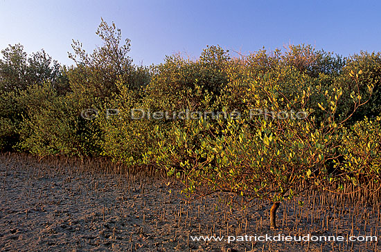 Shinas mangrove, birdwatching site - Shinas, mangrove, OMAN (OM10256)