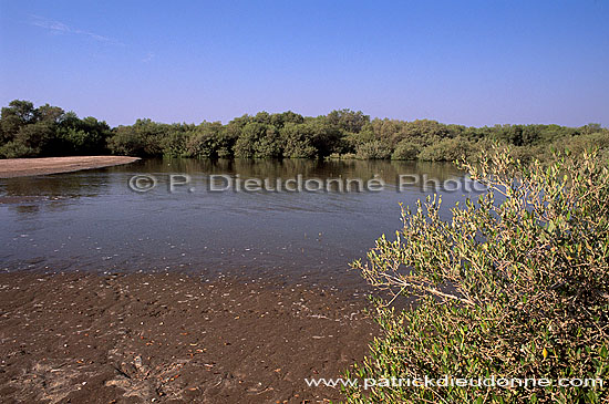 Shinas mangrove, birdwatching site - Shinas, mangrove, OMAN (OM10258)