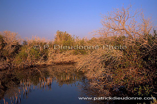 Shinas mangrove, birdwatching site - Shinas, mangrove, OMAN (OM10259)