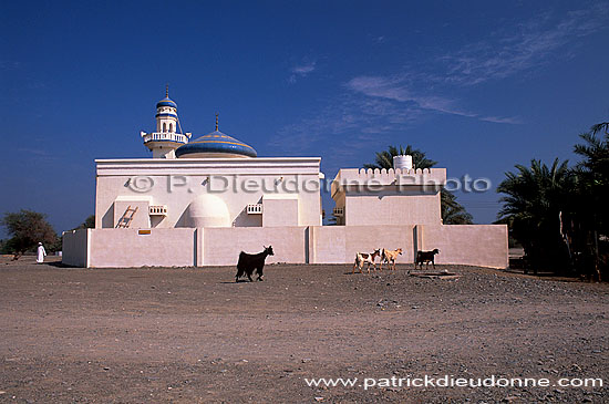Shinas, Batinah. Mosque and goats- Mosquée et chèvres, OMAN (OM10459)