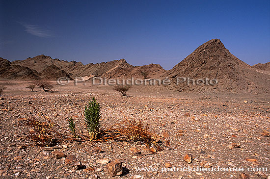 Muscat. Gravel Plain, SE of Muscat - Plaine de gravier (OM10517)