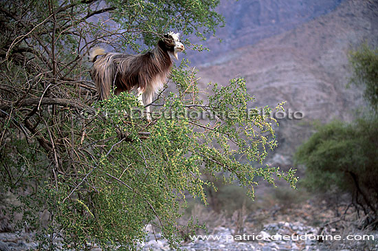 Wadi Bani Awf, Djebel Akhdar - Vallée Bani Awf, OMAN (OM10226)