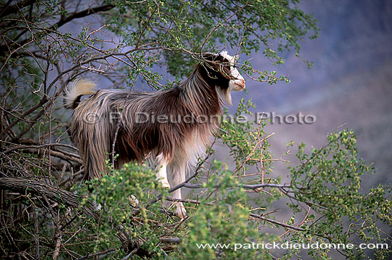 Wadi Bani Awf, Djebel Akhdar - Vallée Bani Awf, OMAN (OM10227)