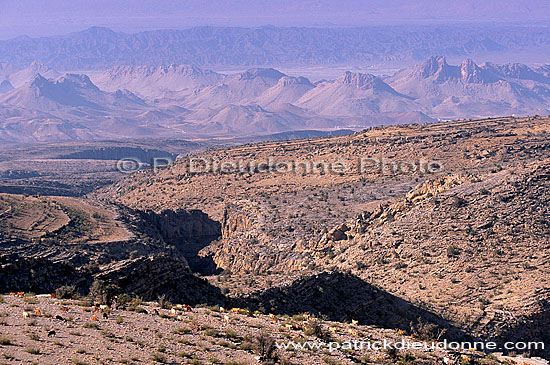 Djebel Akhdar, view near al Hamra - Vue vers al Hamra, OMAN (OM10235)