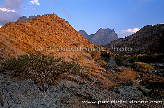 Wadi Bani Awf, Djebel Akhdar - Vallée Bani Awf, OMAN (OM10358)