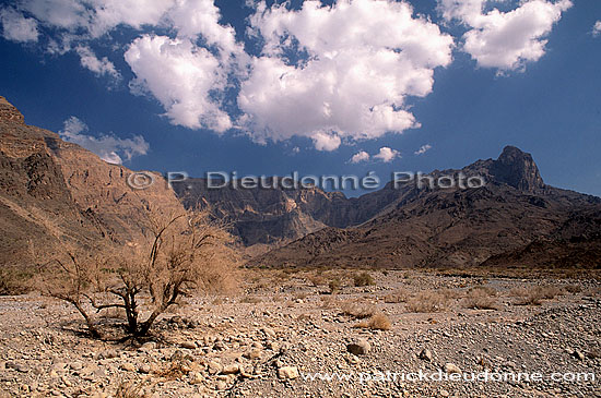 Wadi Bani Kharus, Djebel Akhdar - Vallée Bani Kharus, OMAN   (OM10164)