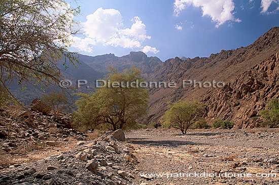 Wadi Bani Kharus, Djebel Akhdar - Vallée Bani Kharus, OMAN   (OM10169)