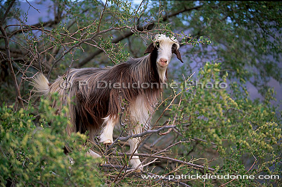Wadi Bani Awf. Goat in a tree - Chèvre dans un arbre, OMAN (OM10564)