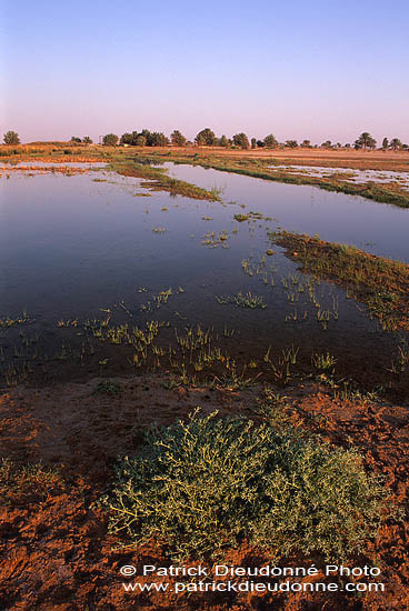 Site - Muntasar Oasis, birdwatching site - Site d'observation 11096