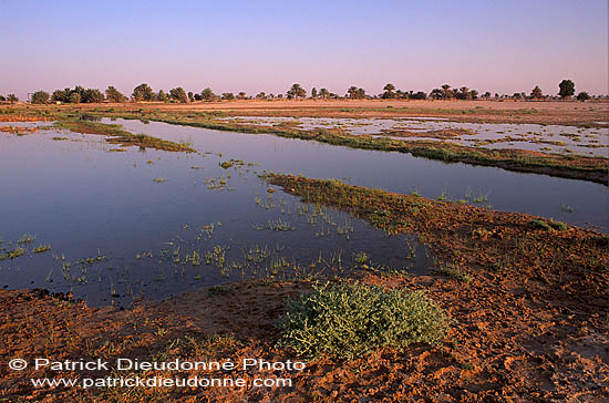 Site - Muntasar Oasis, birdwatching site - Site d'observation 11098