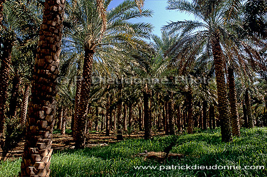 Tanuf. Palm grove near Tanuf -  Palmeraie près de Tanuf, Oman (OM10291)