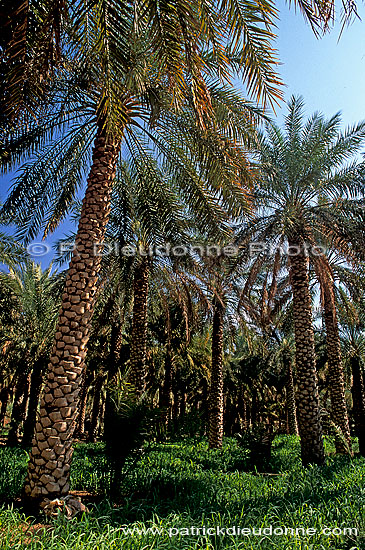Tanuf. Palm grove near Tanuf -  Palmeraie près de Tanuf, Oman (OM10294)