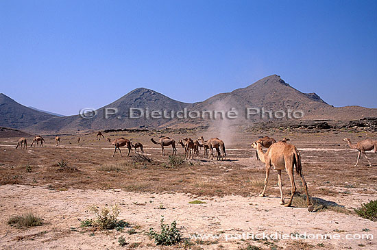 Dhofar. Camels near Mughsayl - Troupeau de dromadaires, Oman (OM10370)