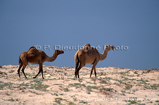 Dhofar. Camels near Mirbat - Troupeau de dromadaires, Oman (OM10393)