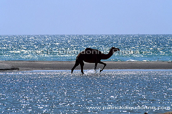 Dhofar. Camel(s) crossing water- Dromadaire(s) traversant, Oman (OM10378)