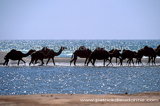 Dhofar. Camel(s) crossing water- Dromadaire(s) traversant, Oman (OM10381)