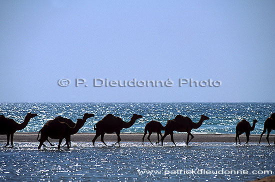 Dhofar. Camel(s) crossing water- Dromadaire(s) traversant, Oman (OM10382)