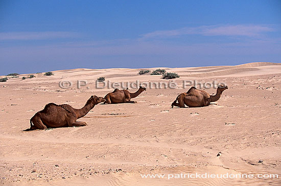 Dhofar. Camels near Mirbat - Dromadaires, Oman (OM10394)