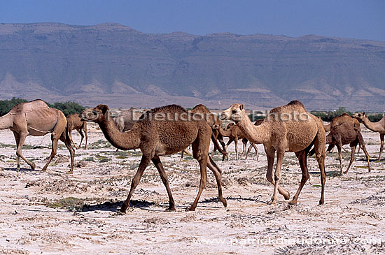 Dhofar. Camels near Taqah - Troupeau de dromadaires, Oman (OM10376)