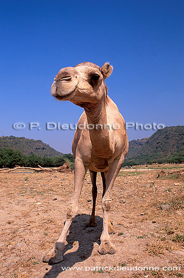 Dhofar. Camel(s) in wadi Darbat - Dromadaire(s), Oman (OM10398)