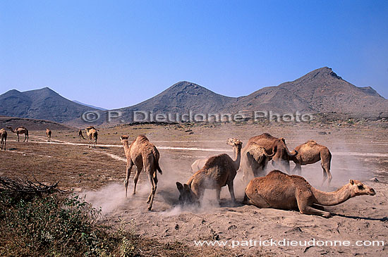 Dhofar. Camels near Mughsayl - Troupeau de dromadaires, Oman (OM10374)