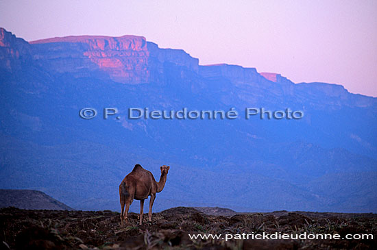 Dhofar. Camel near Mirbat - Dromadaire près de Mirbat, Oman (OM10377)