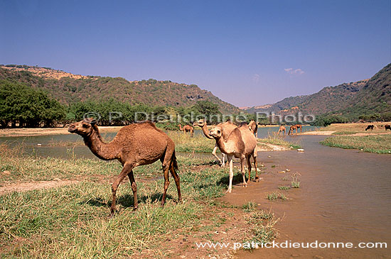 Dhofar. Camel(s) in wadi Darbat - Dromadaire(s), Oman (OM10400)