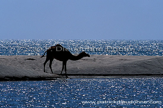 Dhofar. Camel(s) crossing water- Dromadaire(s) traversant, Oman (OM10379)