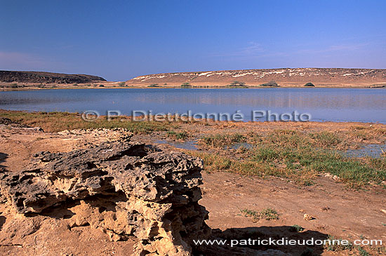 Dhofar, Khor Rouri Nat. reserve - Khor Rouri, Dhofar, OMAN (OM10423)