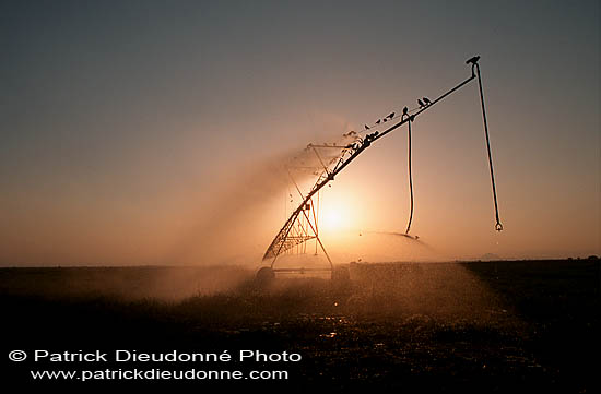 Site Jarziz Farm, Salalah, Dhofar, birdwatching site  11091