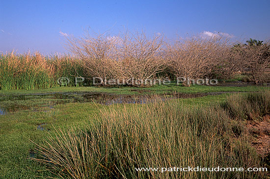 Dhofar. Taqah Nature reserve - Reserve naturelle, OMAN (OM10554)