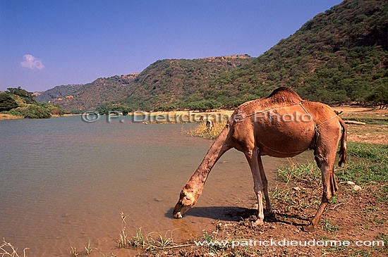 Wadi Darbat, camel, Dhofar - Wadi Darbat, dans le Dhofar, OMAN (OM10070)