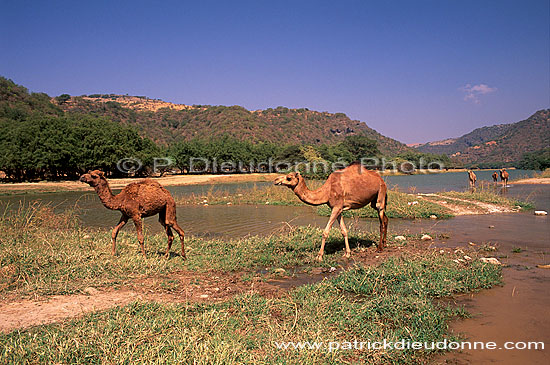 Wadi Darbat camels, Dhofar - Wadi Darbat, dans le Dhofar, OMAN (OM10071)