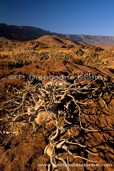 Wadi Hanna, Dhofar - Wadi Hanna, dans le Dhofar, OMAN (OM10075)