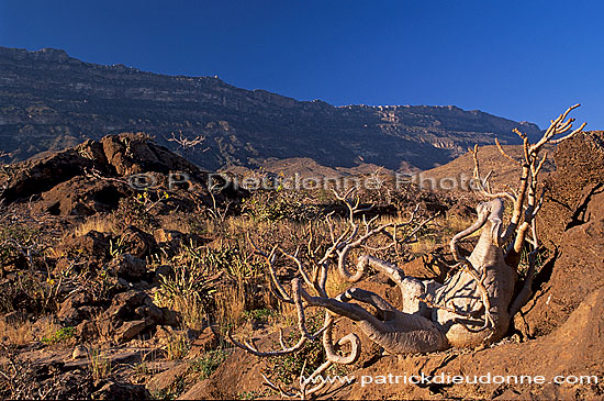 Wadi Hanna, Dhofar - Wadi Hanna, dans le Dhofar, OMAN (OM10077)