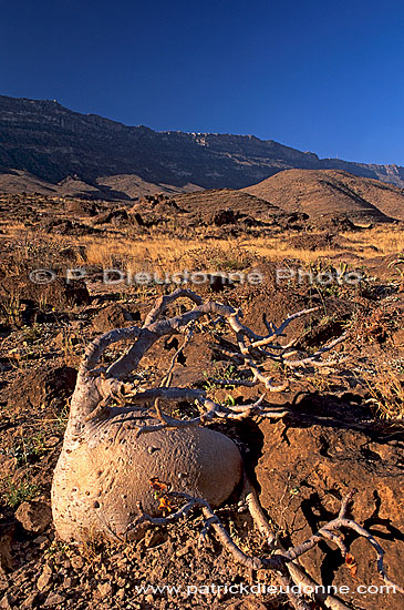 Wadi Hanna, Dhofar - Wadi Hanna, dans le Dhofar, OMAN (OM10079)