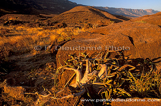 Wadi Hanna, Dhofar - Wadi Hanna, dans le Dhofar, OMAN (OM10085)