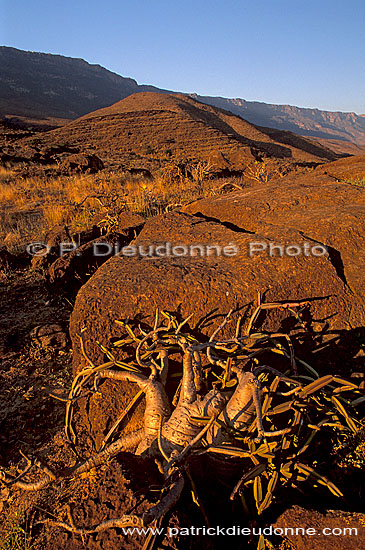 Wadi Hanna, Dhofar - Wadi Hanna, dans le Dhofar, OMAN (OM10090)