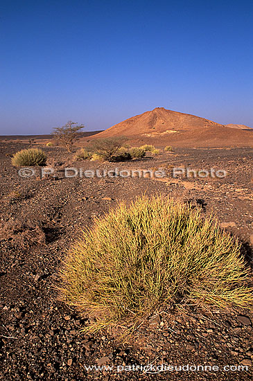 Al Mudaybi, Sharqiyah. Gravel plains - Plaine, Al Mudaybi, Oman (OM10335)