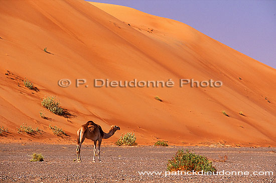 Wahiba desert and Camel - Dromadaire dans le Wahiba, Oman (OM10383)