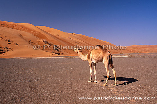 Wahiba desert and Camel - Dromadaire dans le Wahiba, Oman (OM10387)