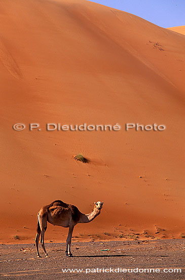 Wahiba desert and Camel - Dromadaire dans le Wahiba, Oman (OM10385)