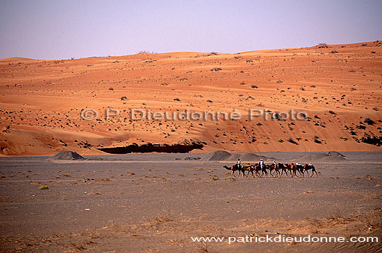Wahiba desert, Bedouins - Bedouins et dromadaires, Oman (OM10396)