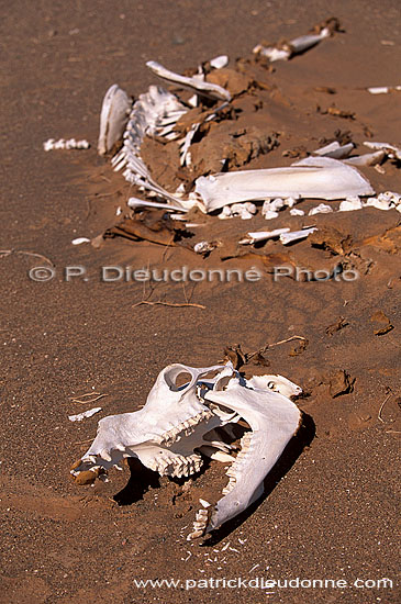 Wahiba Sands. Camel skulll - Squelette de dromadaire, Oman (OM10390)